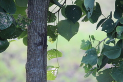 Sceloporus albiventris