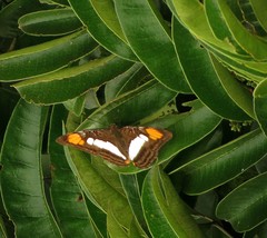 Adelpha paraena