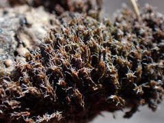 Syntrichia princeps