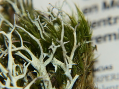 Cladonia zopfii