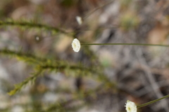 Syngonanthus flavidulus image