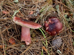 Russula queletii
