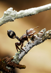 Cephalotes umbraculatus