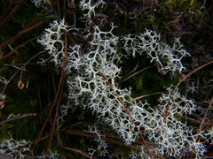 Cladonia zopfii