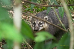 South American Coati photo 5