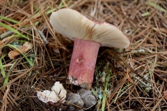 Russula queletii
