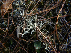 Cladonia zopfii