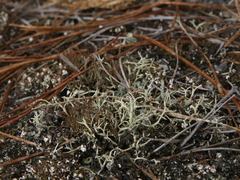 Cladonia zopfii