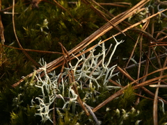Cladonia zopfii