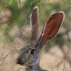 Lepus alleni