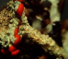Cladonia coccifera
