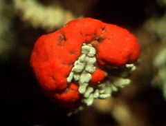 Cladonia coccifera