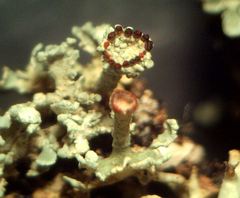 Cladonia coccifera