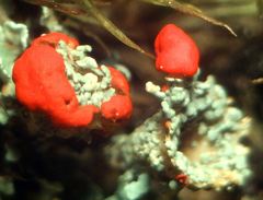 Cladonia coccifera