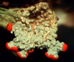 Cladonia coccifera