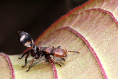 Cephalotes umbraculatus