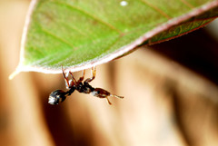 Cephalotes umbraculatus