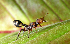 Cephalotes umbraculatus