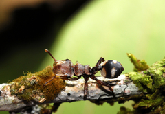 Cephalotes umbraculatus