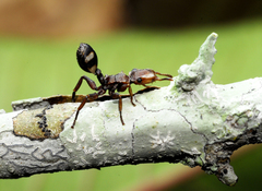 Cephalotes umbraculatus