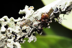 Cephalotes umbraculatus