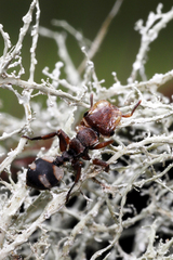 Cephalotes umbraculatus