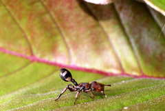 Cephalotes umbraculatus