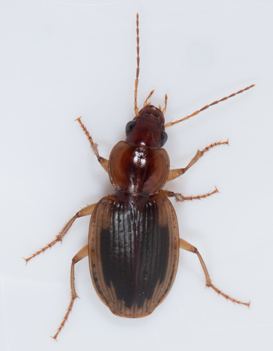 Tule Beetle photo 3