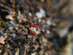 Cladonia coccifera