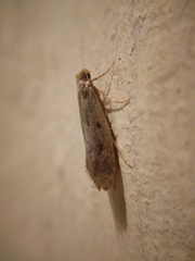 Tinea pallescentella