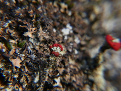 Cladonia coccifera