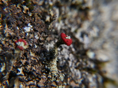 Cladonia coccifera