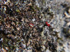 Cladonia coccifera