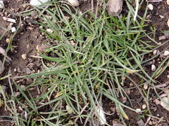 Microseris laciniata