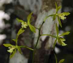 Encyclia ceratistes
