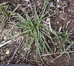 Microseris laciniata