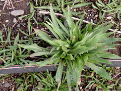 Microseris laciniata