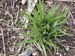 Microseris laciniata