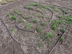 Microseris laciniata