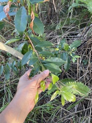 Sideroxylon salicifolium