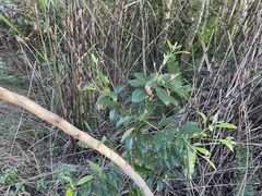 Sideroxylon salicifolium