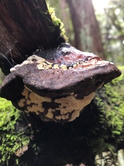 Trichoderma pulvinatum