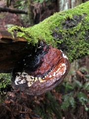 Trichoderma pulvinatum