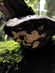 Trichoderma pulvinatum