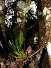 Encyclia ceratistes