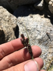 Carex helleri