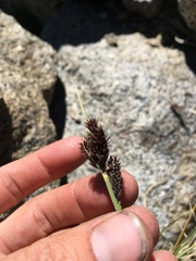 Carex helleri