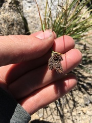 Carex helleri