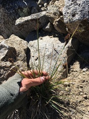 Carex helleri