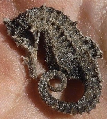 Tail-brooding Pipefishes from Padre Island National Seashore, TX, US on ...